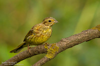 Geelgors / Yellowhammer