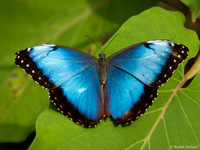 Morpho Vlinder / Blue Morpho - Arenal