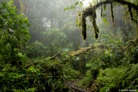 Nevelwoud Santa Elena / Cloudforest Santa Elena - Monteverde