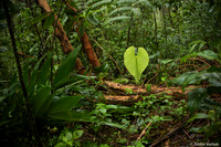 Nevelwoud Santa Elena / Cloudforest Santa Elena - Monteverde
