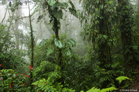 Nevelwoud Santa Elena / Cloudforest Santa Elena - Monteverde