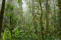 Nevelwoud Santa Elena / Cloudforest Santa Elena - Monteverde