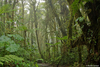 Nevelwoud Santa Elena / Cloudforest Santa Elena - Monteverde