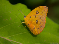 Orange-barred Sulpher - Arenal