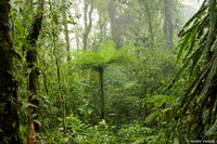 Nevelwoud Santa Elena / Cloudforest Santa Elena - Monteverde