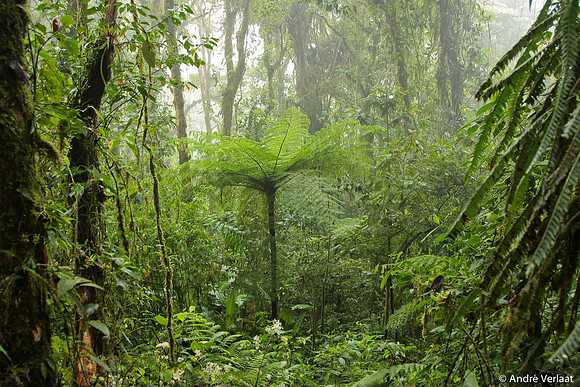 Nevelwoud Santa Elena / Cloudforest Santa Elena - Monteverde
