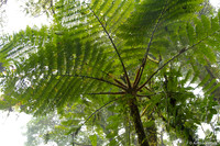 Nevelwoud Santa Elena / Cloudforest Santa Elena - Monteverde