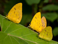 Orange-barred Sulpher - Arenal