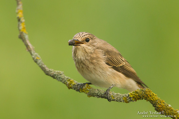 Grauwe Vliegenvanger / Spotted Flycatcher - Tiszagyenda