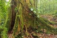 Nevelwoud Santa Elena / Cloudforest Santa Elena - Monteverde