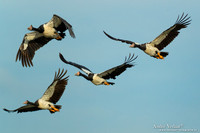 Ekstergans / Magpie Goose - Yellow Waters NT
