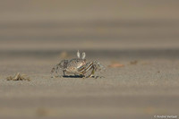Scuttling Crab - Tamarindo