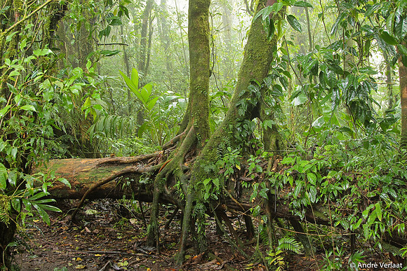 Nevelwoud Santa Elena / Cloudforest Santa Elena - Monteverde