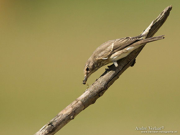 Grauwe Vliegenvanger / Spotted Flycatcher - Tiszagyenda