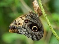 Uilvlinder / Owl Butterfly - Arenal