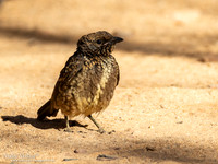 Gevlekte Prieelvogel / Western Bowerbird - Ormiston Gorge