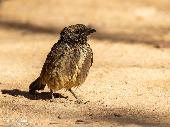 Gevlekte Prieelvogel / Western Bowerbird - Ormiston Gorge