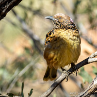 Gevlekte Prieelvogel / Western Bowerbird - Alice Springs