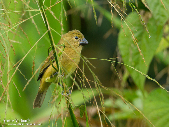 Geelbuikdikbekje / Yellow-bellied Seedeater - Commewijne