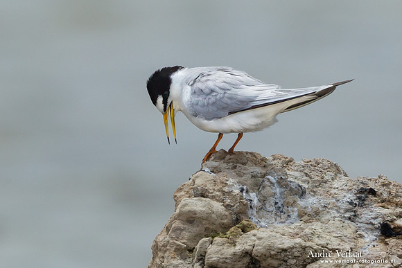 Dwergstern / Little Tern - Lesvos