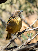Gevlekte Prieelvogel / Western Bowerbird