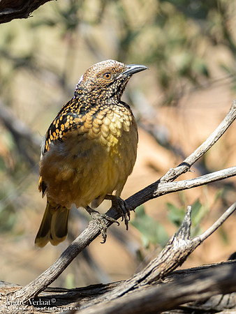 Gevlekte Prieelvogel / Western Bowerbird - Alice Springs