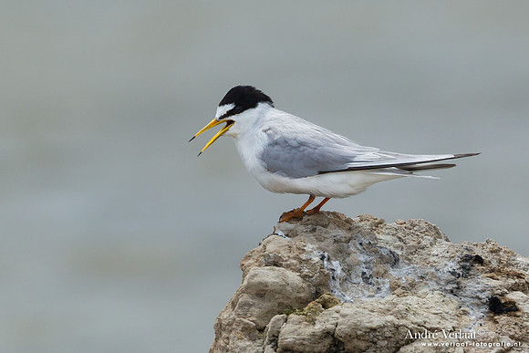 Dwergstern / Little Tern - Lesvos