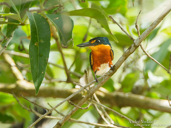 Groene Dwergijsvogel / American Pygmy Kingfisher - Bigi Pan