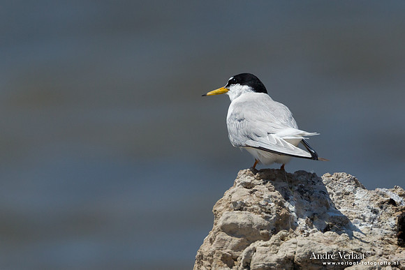 Dwergstern / Little Tern - Lesvos
