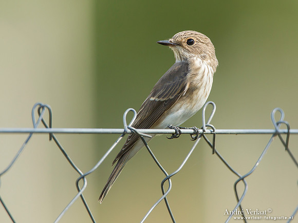 Grauwe Vliegenvanger / Spotted Flycatcher - Tiszagyenda