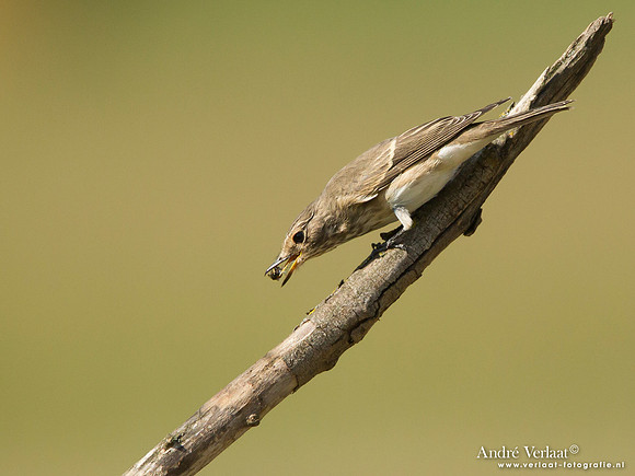 Grauwe Vliegenvanger / Spotted Flycatcher - Tiszagyenda