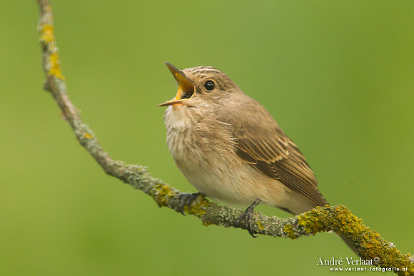 Grauwe Vliegenvanger / Spotted Flycatcher - Tiszagyenda