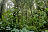 Nevelwoud Santa Elena / Cloudforest Santa Elena - Monteverde