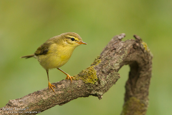Fitis / Willow Warbler - Tiszagyenda
