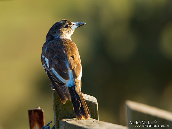 Grijsrugorgelvogel / Grey Butcherbird - Highfields