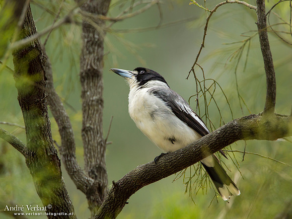 Grijsrugorgelvogel / Grey Butcherbird - Crows Nest