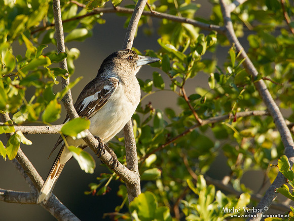 Grijsrugorgelvogel / Grey Butcherbird - Highfields