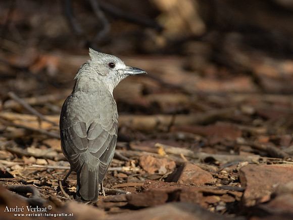 Grijze Lijsterdikkop / Grey Shrike-thrush - Ormiston Gorge NT