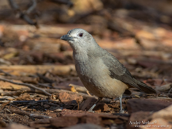Grijze Lijsterdikkop / Grey Shrike-thrush - Ormiston Gorge NT