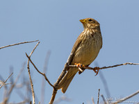 Grauwe Gors / Corn Bunting - Lesvos