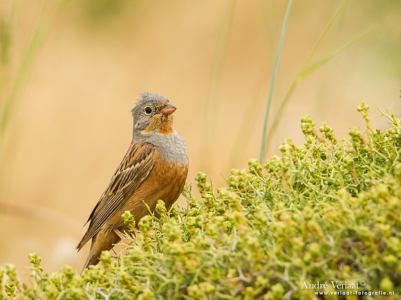 Bruinkeelortolaan / Cretzschmar's Bunting - Lesvos