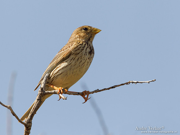 Grauwe Gors / Corn Bunting - Lesvos