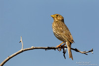 Grauwe Gors / Corn Bunting