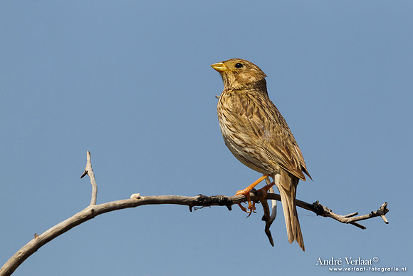 Grauwe Gors / Corn Bunting - Lesvos