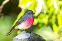 Grijs-roze Vliegenvanger / Rose Robin - Bunya Mountains