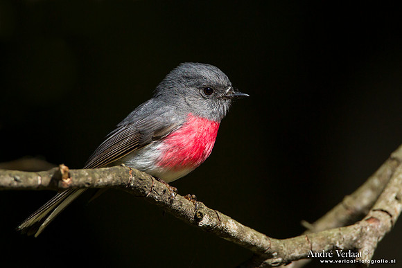 Grijs-roze Vliegenvanger / Rose Robin - Bunya Mountains