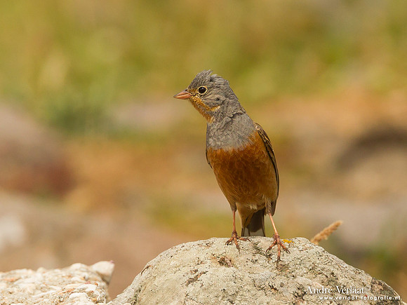 Bruinkeelortolaan / Cretzschmar's Bunting - Lesvos