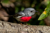 Grijs-roze Vliegenvanger / Rose Robin - Bunya Mountains