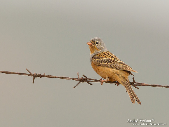 Bruinkeelortolaan / Cretzschmar's Bunting - Lesvos