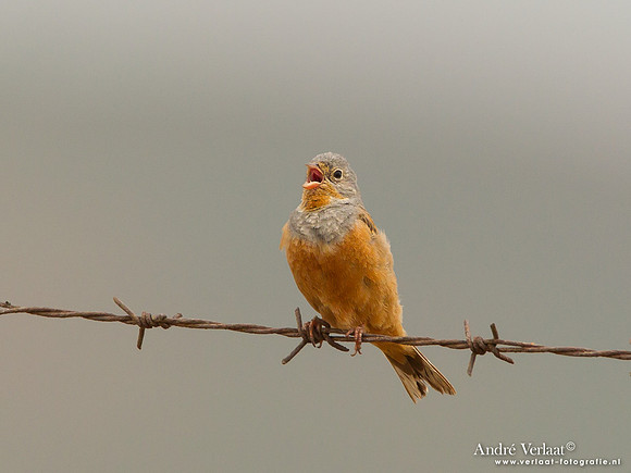 Bruinkeelortolaan / Cretzschmar's Bunting - Lesvos